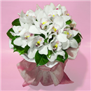 /fileuploads/Produtos/Bouquets e Ramos/thumb__Bouquet_de_Orquideas_01.jpg